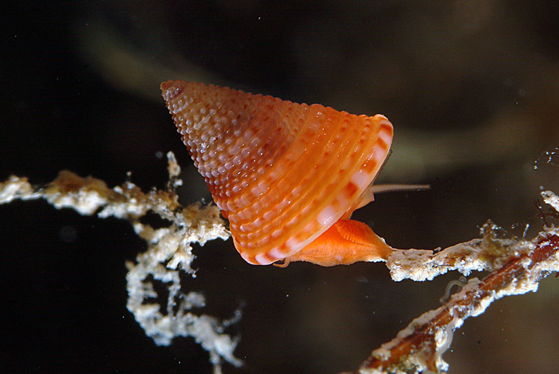 Calliostoma conulus juvenis